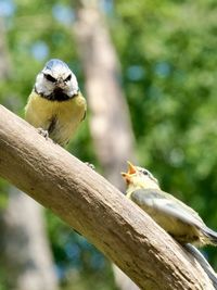 Close-up of bird perching on wood