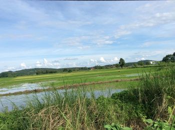 Scenic view of agricultural field against sky