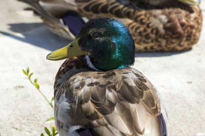 Close-up of mallard duck