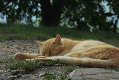 Cat resting on field