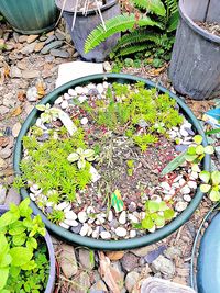 High angle view of plants