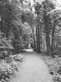 Footpath amidst trees in forest