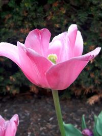 Close-up of pink crocus flower