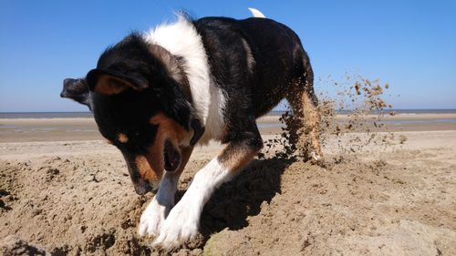 Close-up of a dog on beach