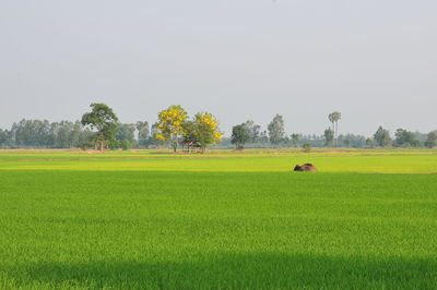 Scenic view of field against clear sky