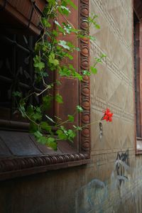 Plants growing in front of building