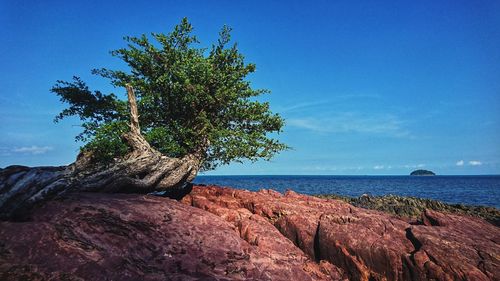 Tree on rocks by sea against clear blue sky