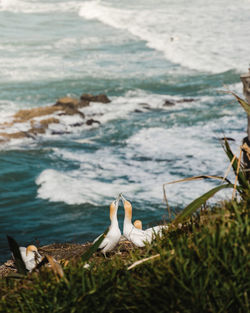 Birds on beach