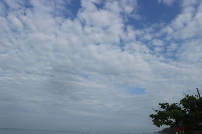 Low angle view of trees against sky