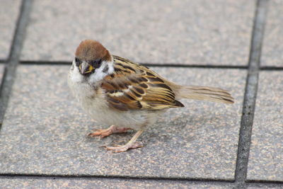 Close-up of sparrow perching outdoors