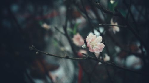 Close-up of pink cherry blossoms in spring