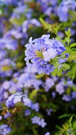 Close-up of purple flowering plant
