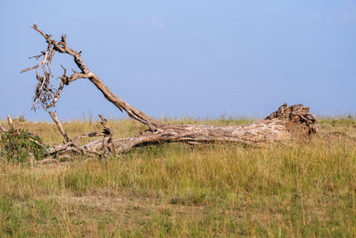 Scenic view of field against clear sky