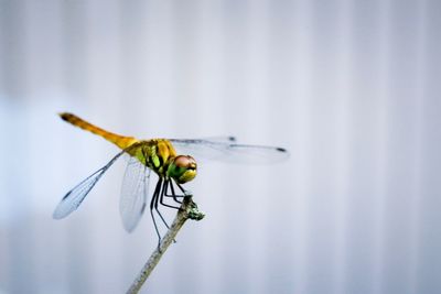 Close-up of damselfly perching on leaf