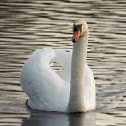 Close-up of swan swimming in lake