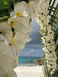 Close-up of flowers by sea against sky