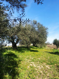 Trees on field against sky