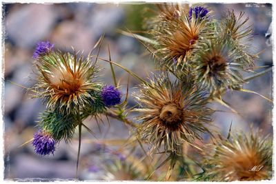 Close-up of thistle flowers