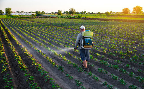 Farmer sprays a potato plantation with a sprayer. chemical treatment. mist sprayer, fungicide 