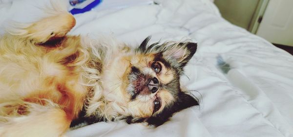 Portrait of dog relaxing on bed