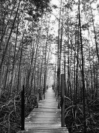 View of bamboo trees in forest