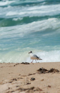 Seagull perching on a beach