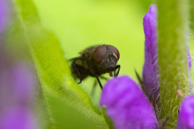 Close-up of insect on purple flower