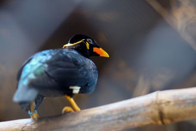 Close-up of bird perching on wood