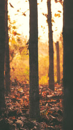 Close-up of tree trunk in forest