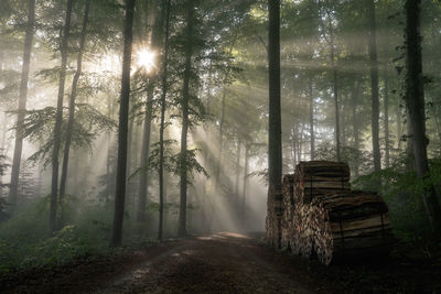 Sunlight beaming through forest trees