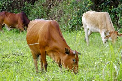 Cows in a field