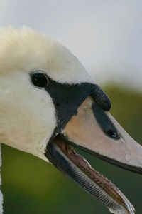 Close-up of bird