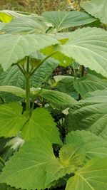 Close-up of green leaves