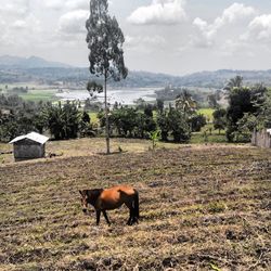 Horse grazing on grassy field