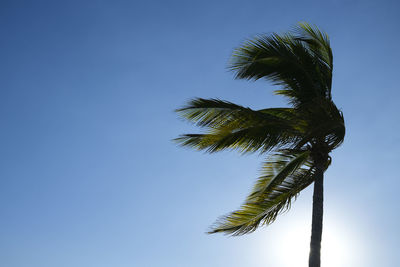 Low angle view of coconut palm tree against clear blue sky