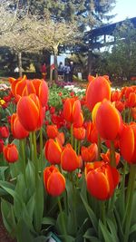 Close-up of tulips growing in field