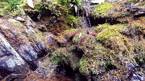 Close-up of moss growing on rock in forest