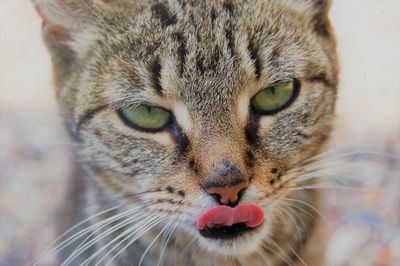Close-up portrait of tabby cat sticking out tongue