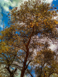 Low angle view of tree against sky during autumn