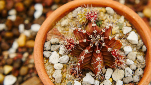 Close-up of potted plant