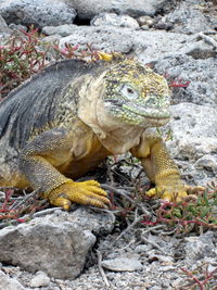 Close-up of lizard on rock