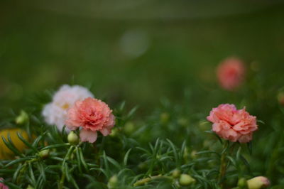 Close-up of pink flowering plants