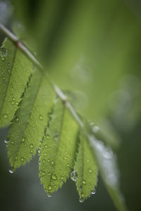 Close-up of wet plant leaves