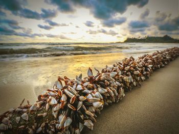 Goose barnacles on sandy beach against cloudy sky during sunset