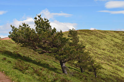 Trees on field against sky