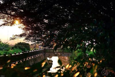 Trees growing in sunlight
