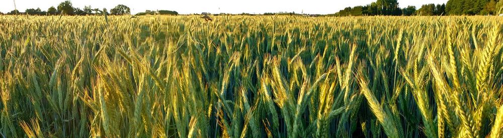Scenic view of wheat field against sky