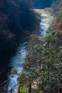 High angle view of river amidst trees in forest