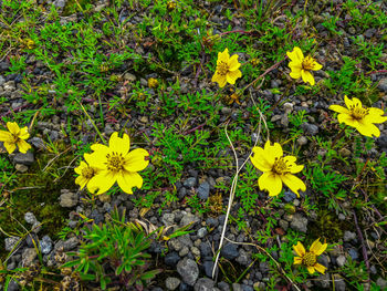 High angle view of yellow flowers blooming on field