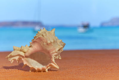 Close-up of seashell on beach
